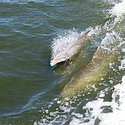 Dolphins_8-12 059